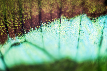 macro photo of a butterfly wingの写真素材