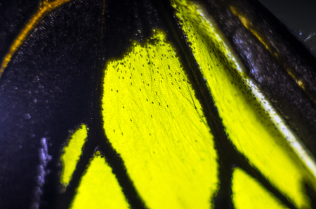 macro photo of a butterfly wingの写真素材