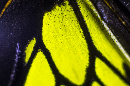 macro photo of a butterfly wingの写真素材