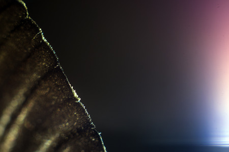 macro photo of a butterfly wingの写真素材