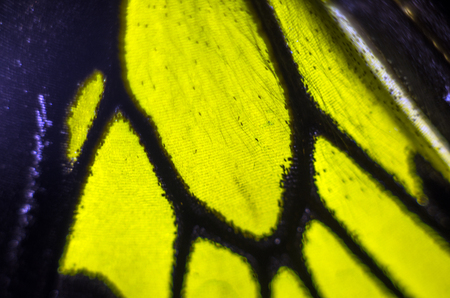 macro photo of a butterfly wingの写真素材