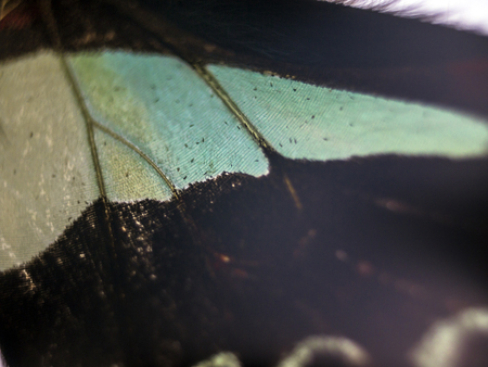macro photo of a butterfly wingの写真素材