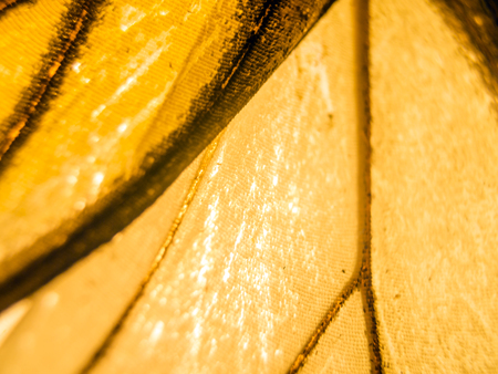 macro photo of a butterfly wingの写真素材