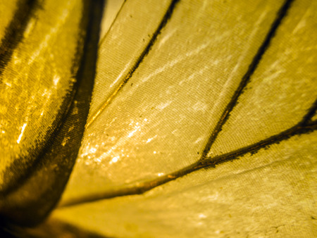macro photo of a butterfly wingの写真素材