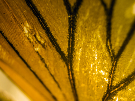 macro photo of a butterfly wingの写真素材