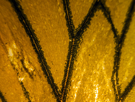 macro photo of a butterfly wingの写真素材