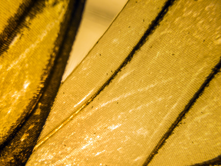 macro photo of a butterfly wingの写真素材