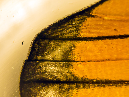 macro photo of a butterfly wingの写真素材