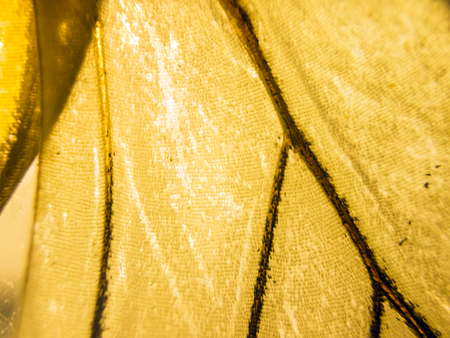 macro photo of a butterfly wingの写真素材