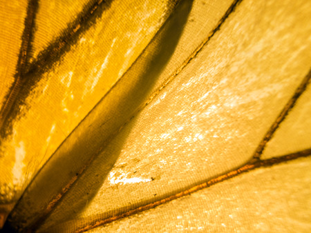 macro photo of a butterfly wingの写真素材
