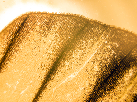 macro photo of a butterfly wingの写真素材