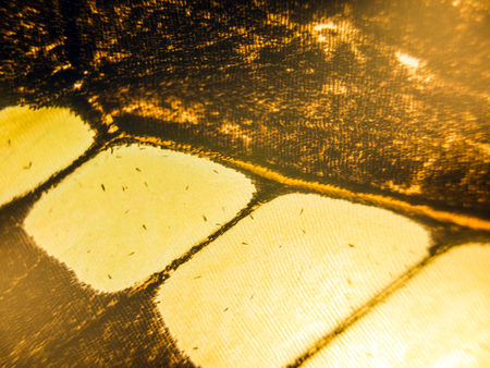 macro photo of a butterfly wingの写真素材