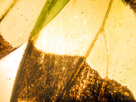 macro photo of a butterfly wingの写真素材