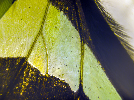 macro photo of a butterfly wingの写真素材