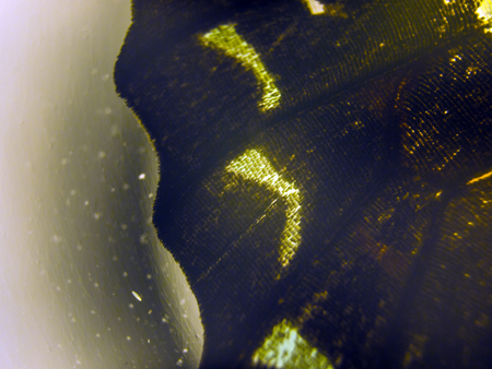 macro photo of a butterfly wingの写真素材