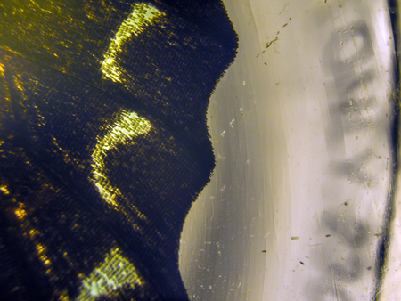 macro photo of a butterfly wingの写真素材