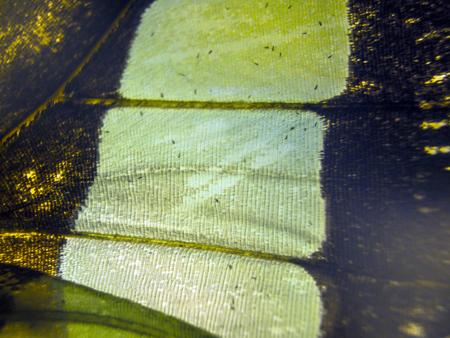 macro photo of a butterfly wingの写真素材