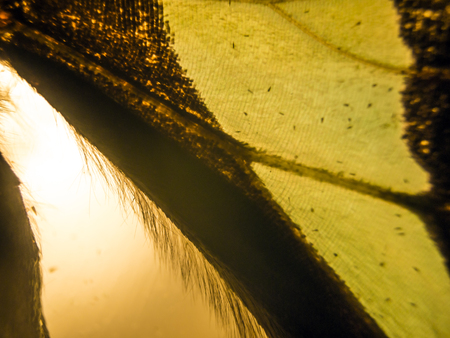 macro photo of a butterfly wingの写真素材