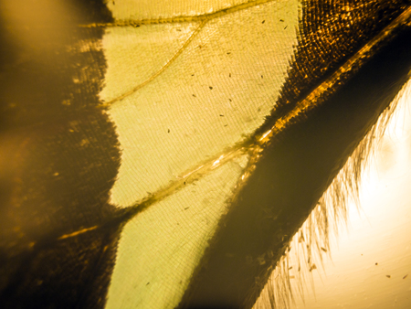 macro photo of a butterfly wingの写真素材