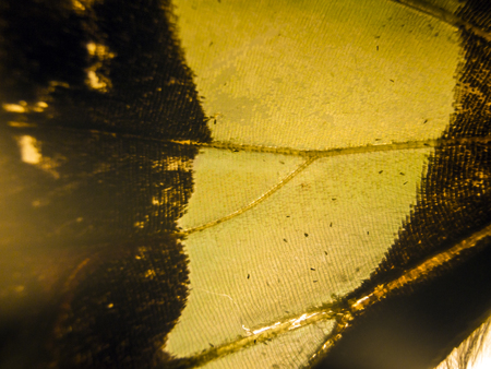 macro photo of a butterfly wingの写真素材