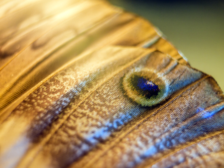 macro photo of a butterfly wingの写真素材