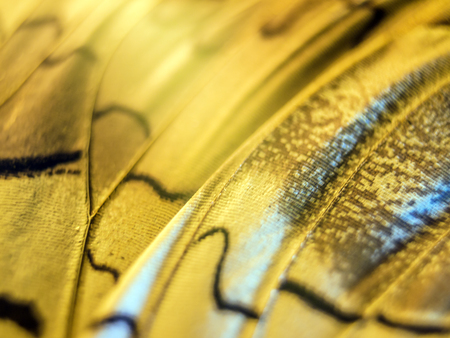 macro photo of a butterfly wingの写真素材