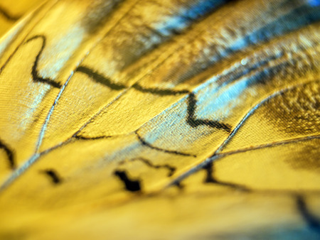 macro photo of a butterfly wingの写真素材