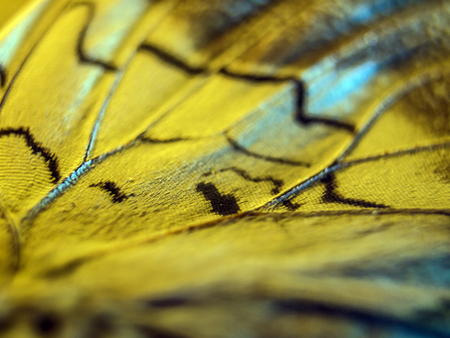 macro photo of a butterfly wingの写真素材