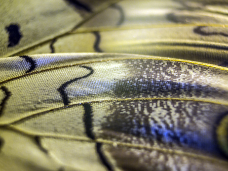 macro photo of a butterfly wingの写真素材