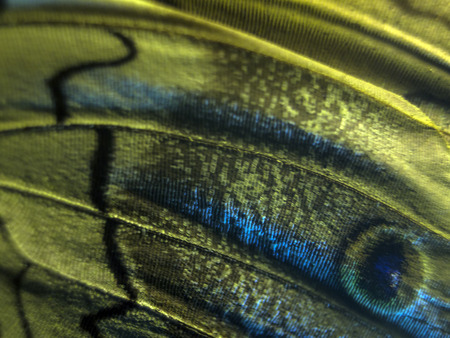 macro photo of a butterfly wingの写真素材