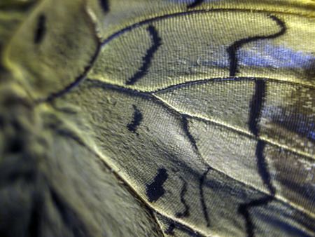 macro photo of a butterfly wingの写真素材