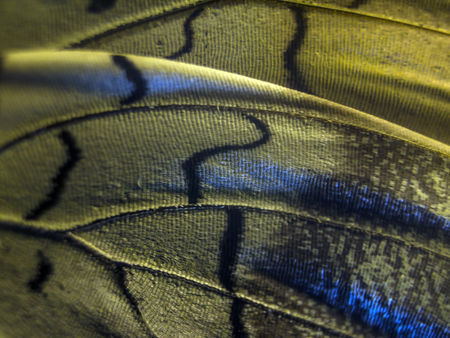 macro photo of a butterfly wingの写真素材