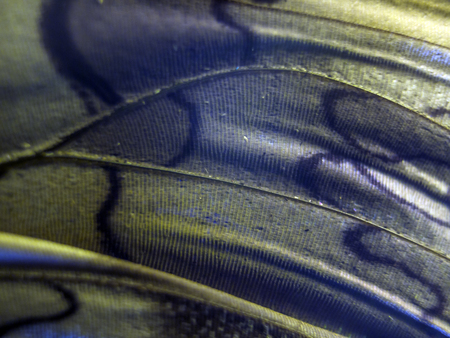macro photo of a butterfly wingの写真素材