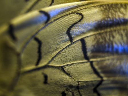 macro photo of a butterfly wingの写真素材