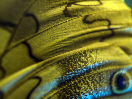 macro photo of a butterfly wingの写真素材