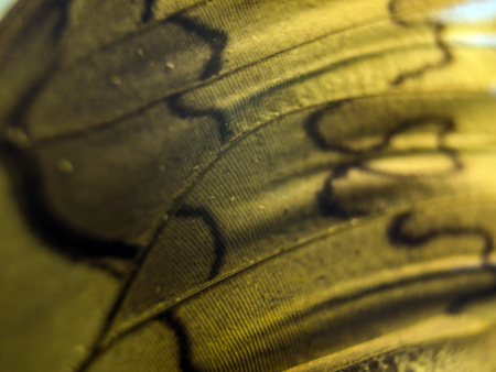 macro photo of a butterfly wingの写真素材