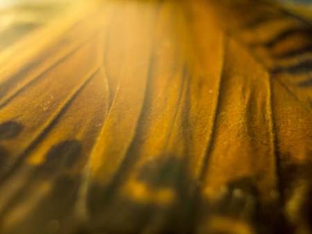 macro photo of a butterfly wingの写真素材