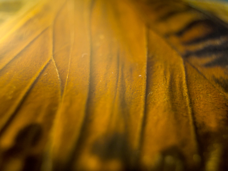 macro photo of a butterfly wingの写真素材