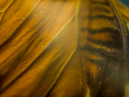 macro photo of a butterfly wingの写真素材