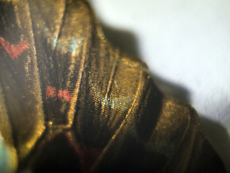 macro photo of a butterfly wingの写真素材
