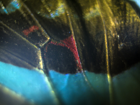 macro photo of a butterfly wingの写真素材