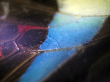 macro photo of a butterfly wingの写真素材