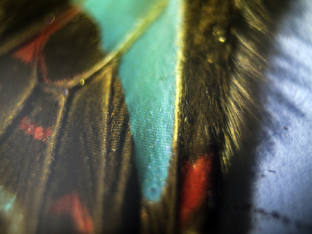 macro photo of a butterfly wingの写真素材