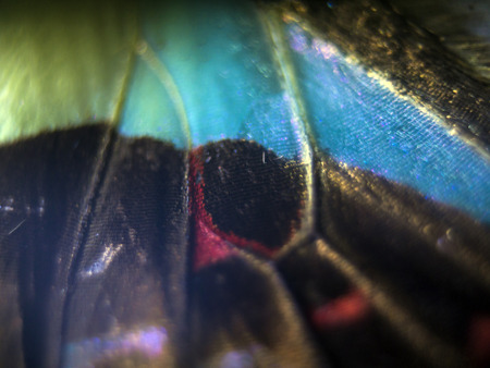 macro photo of a butterfly wingの写真素材