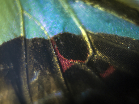 macro photo of a butterfly wingの写真素材