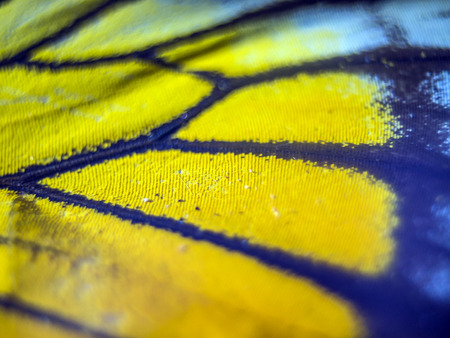 macro photo of a butterfly wingの写真素材