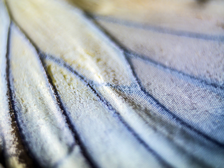 macro photo of a butterfly wingの写真素材