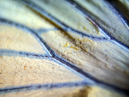 macro photo of a butterfly wingの写真素材
