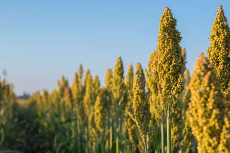 focus on sorghum bush in large fieldの写真素材