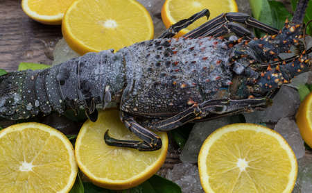 fresh lobster on wooden table with citrusの写真素材